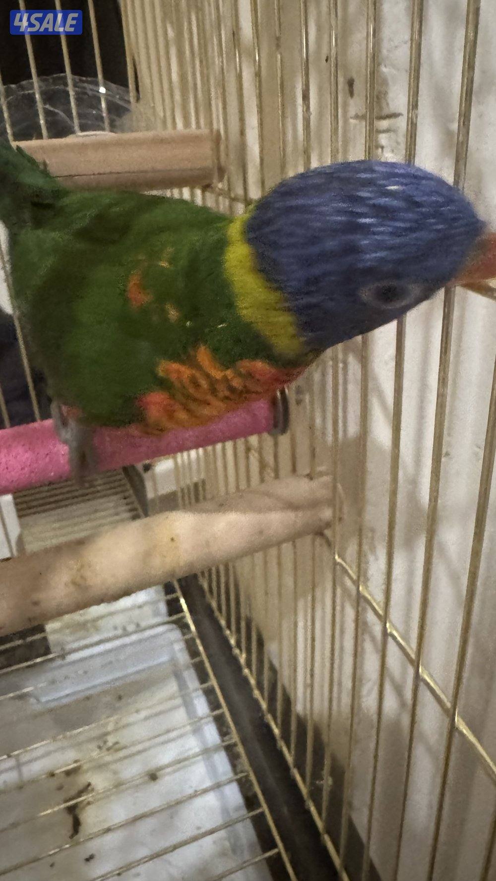 للبيع ببغاء لوري0
