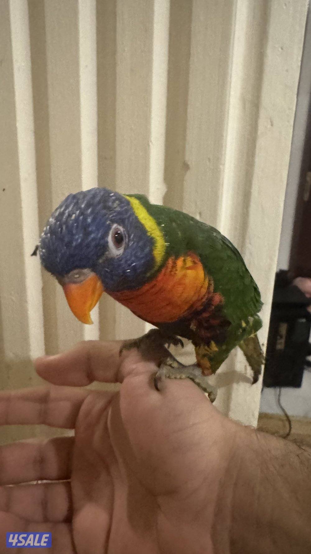 للبيع ببغاء لوري1