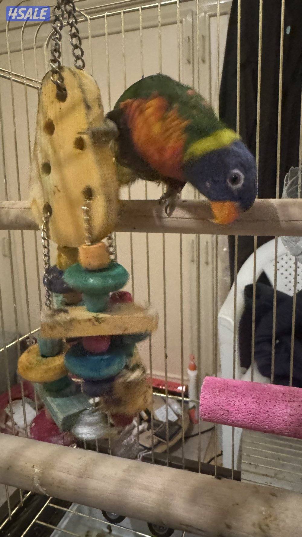 للبيع ببغاء لوري2