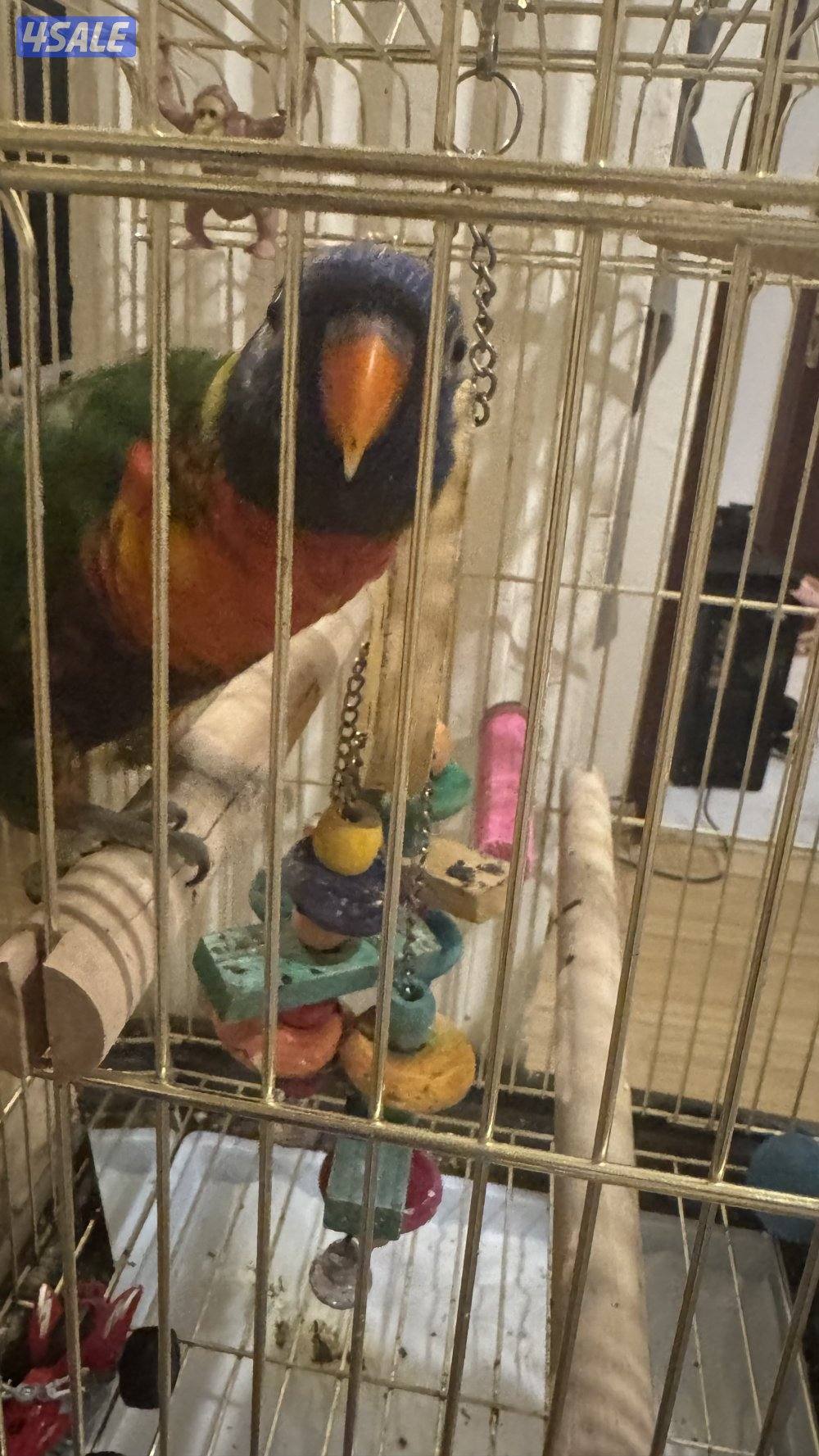 للبيع ببغاء لوري3