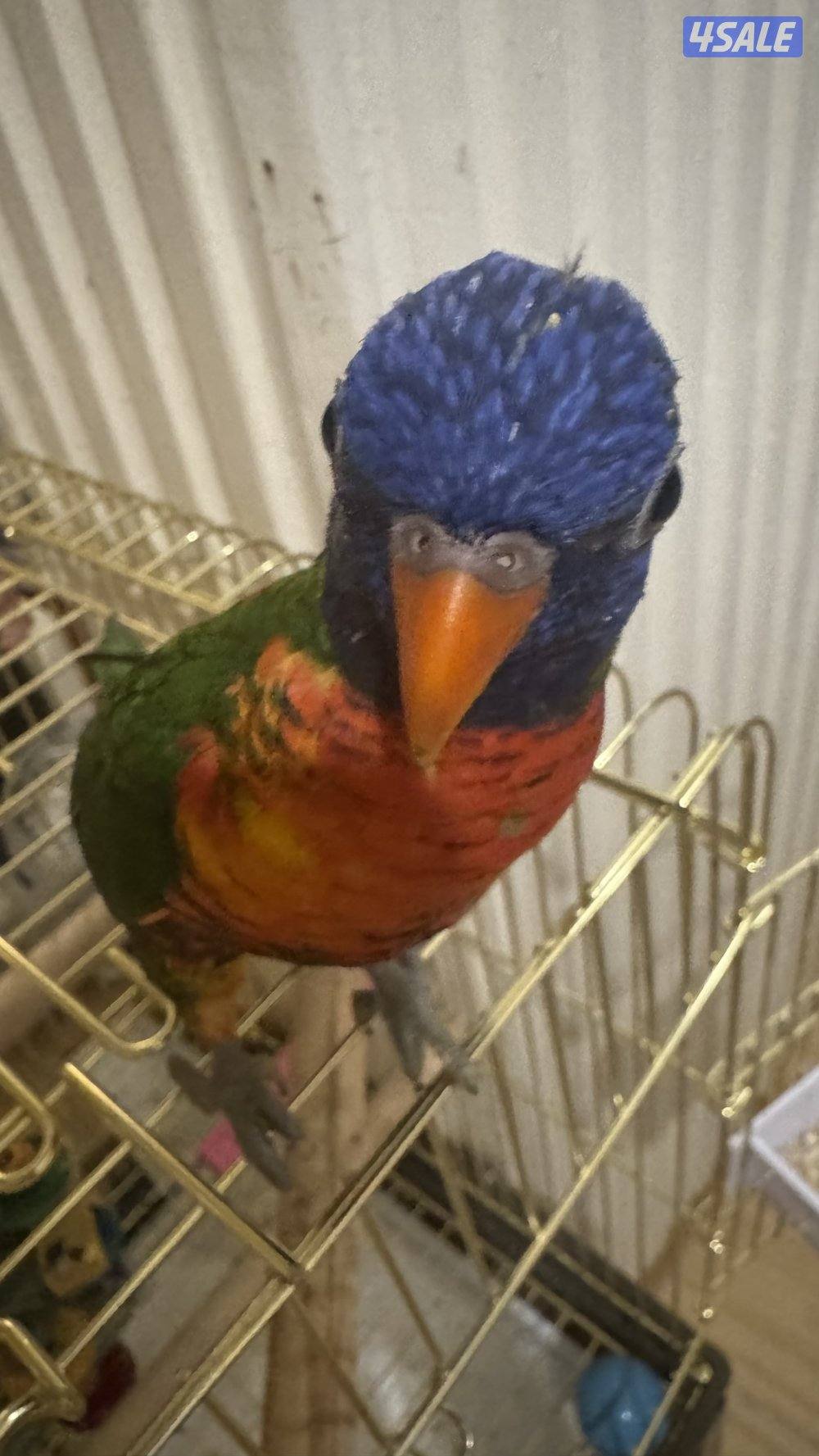 للبيع ببغاء لوري4