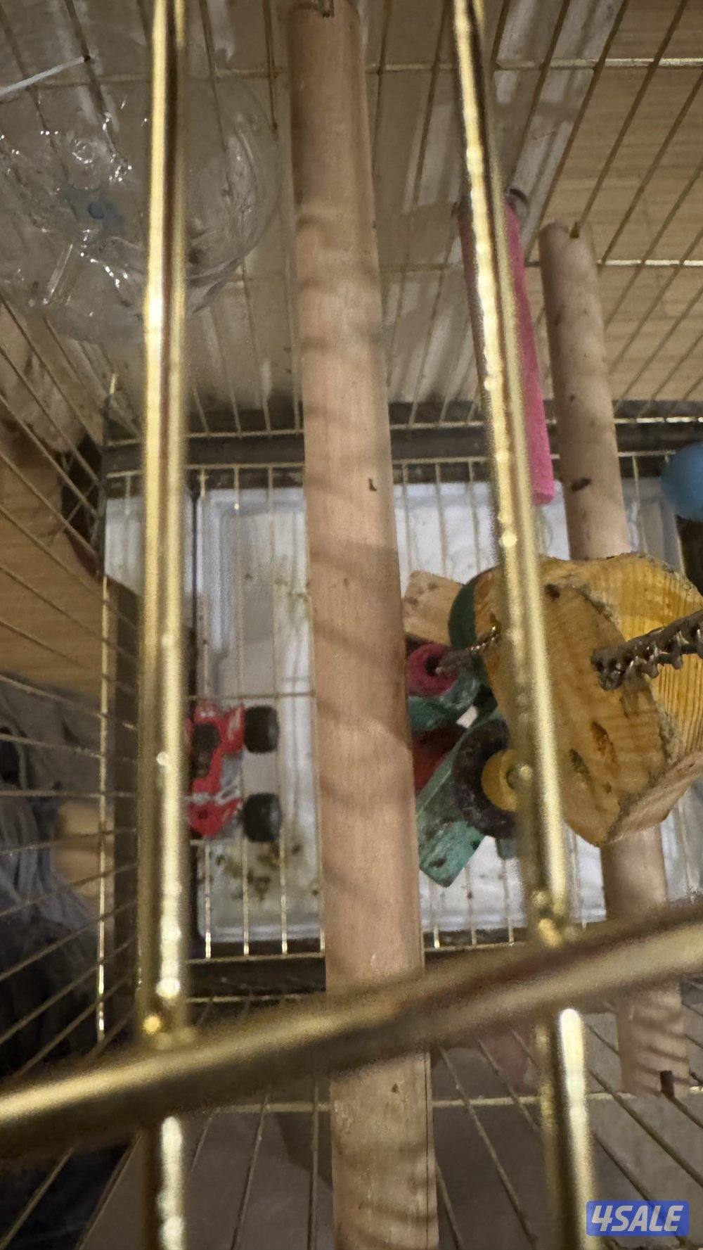 للبيع ببغاء لوري5