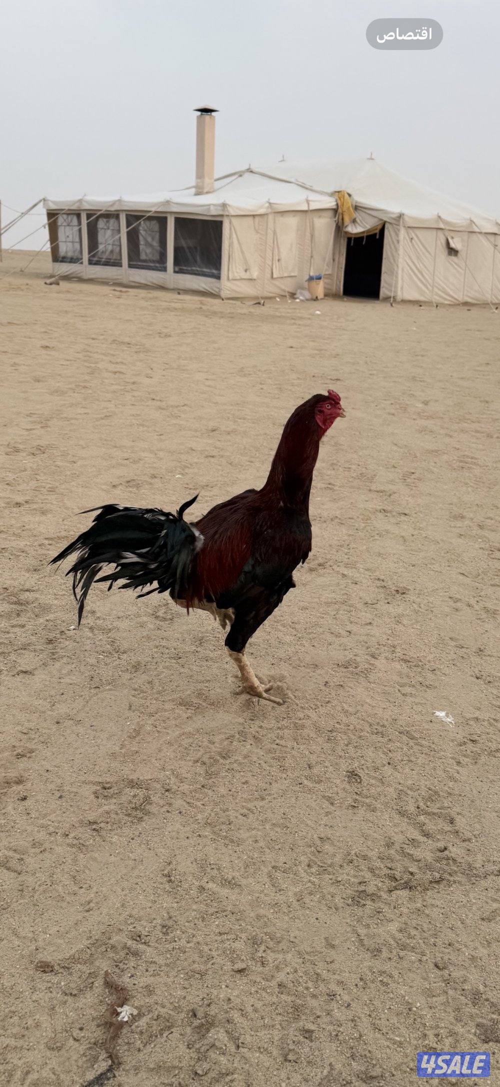 ديج هندي حارر بيعه سريعه٢٠0