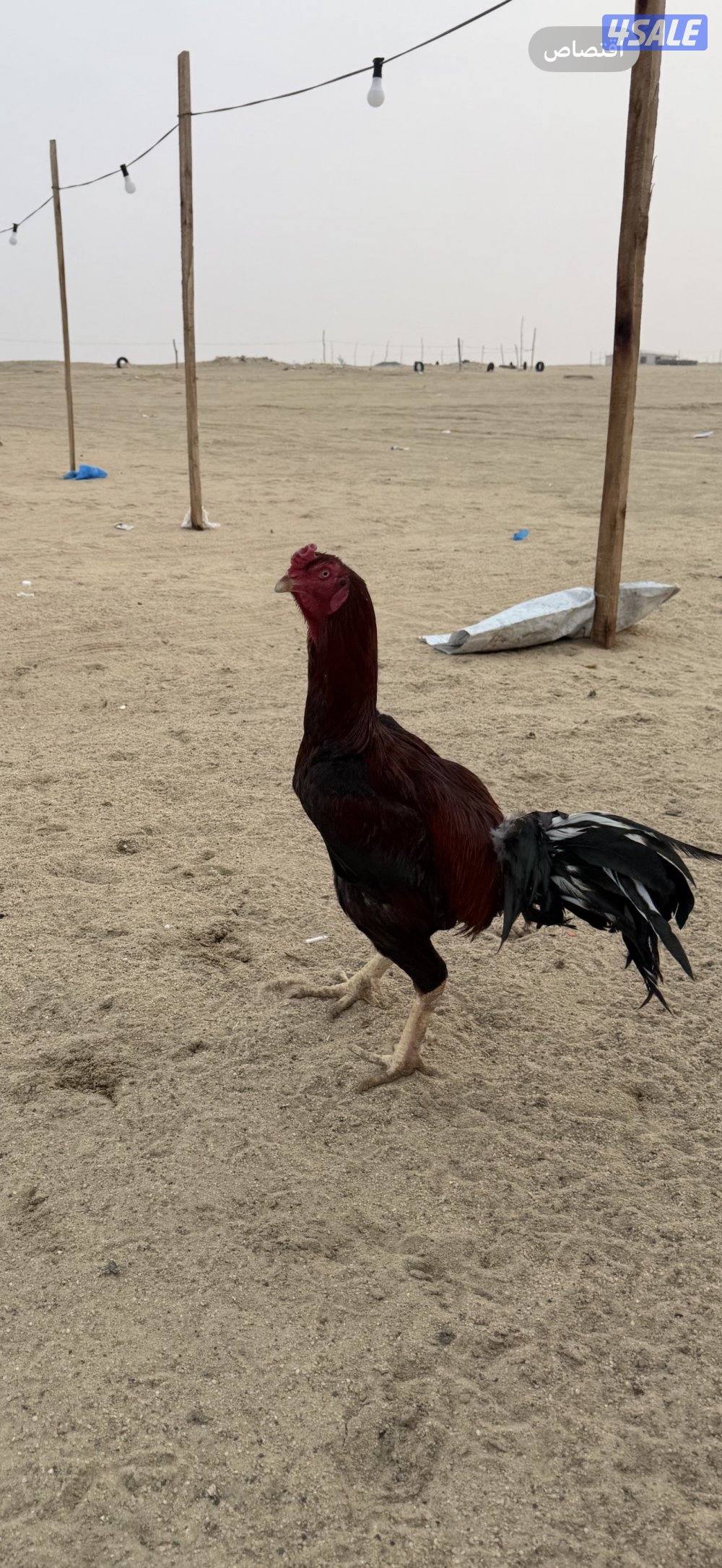 ديج هندي حارر بيعه سريعه٢٠1