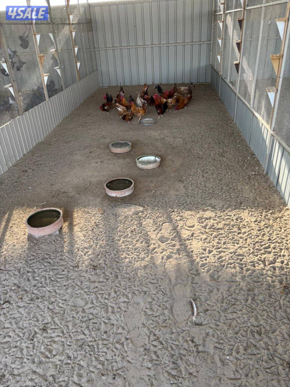 السالمي طريق الارتال0