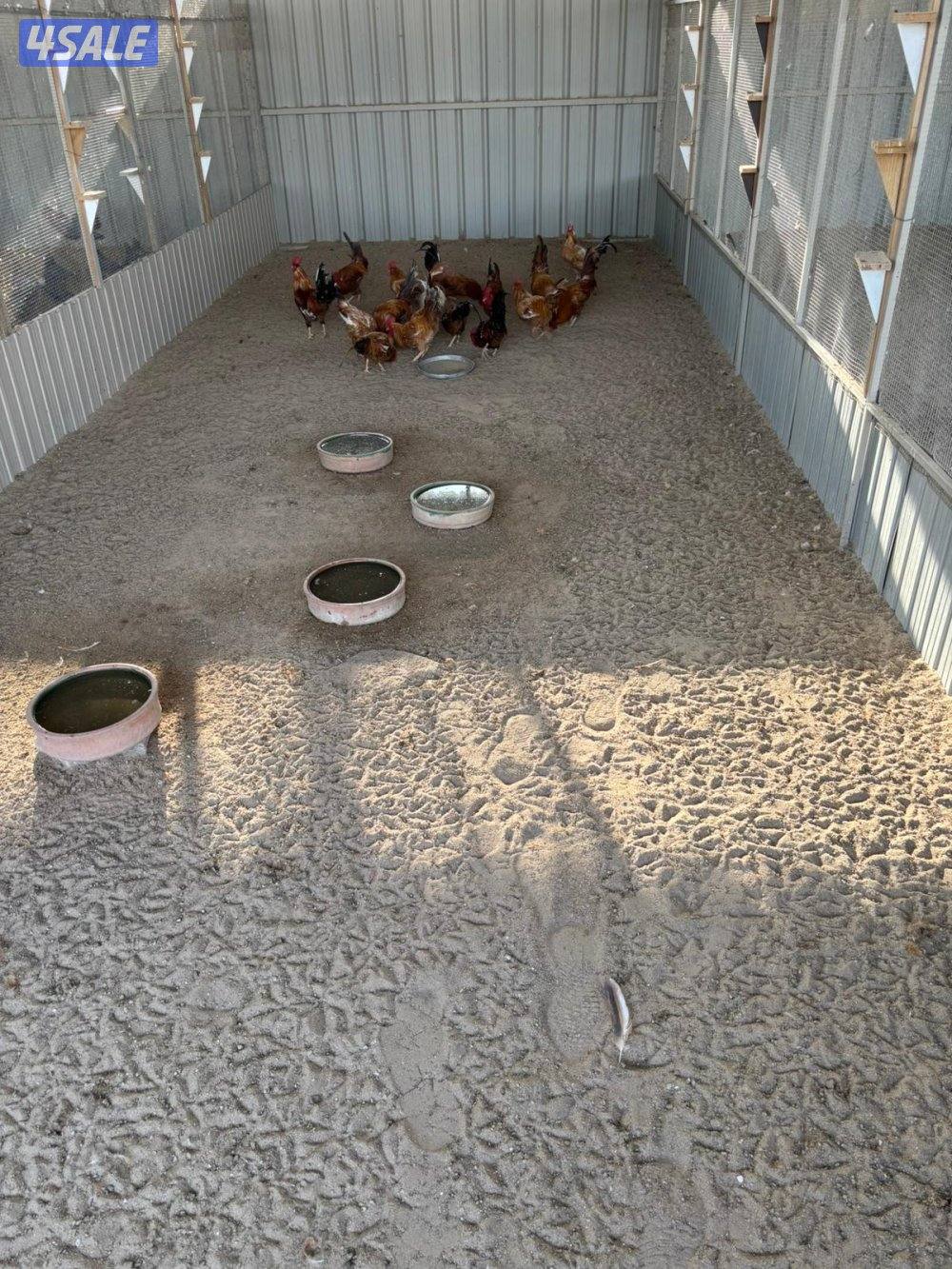 السالمي طريق الارتال1