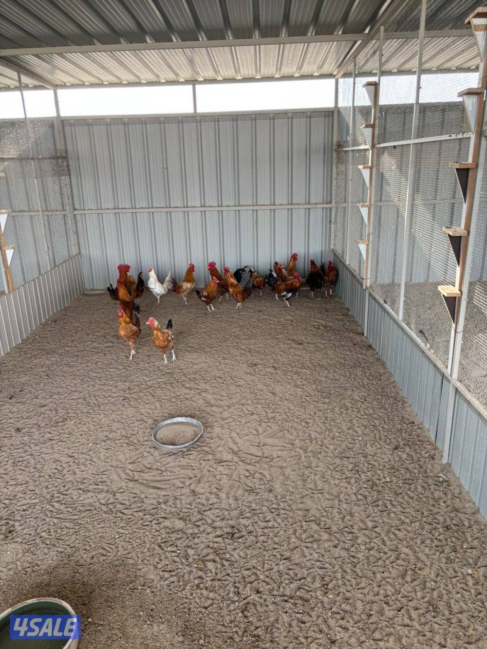 السالمي طريق الارتال2