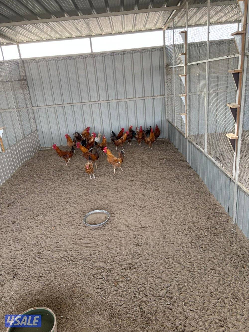 السالمي طريق الارتال3