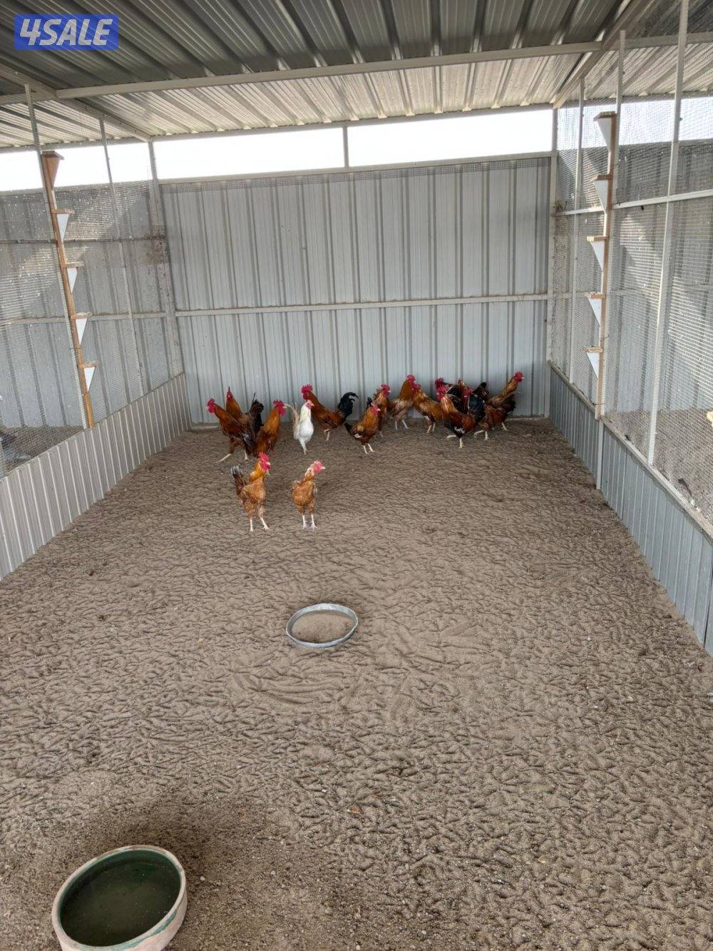 السالمي طريق الارتال4