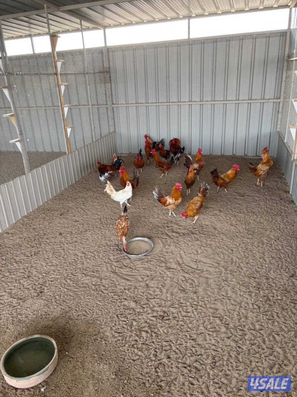 السالمي طريق الارتال5