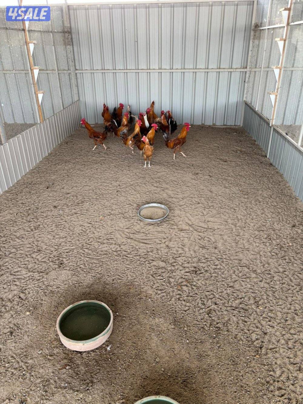 السالمي طريق الارتال6