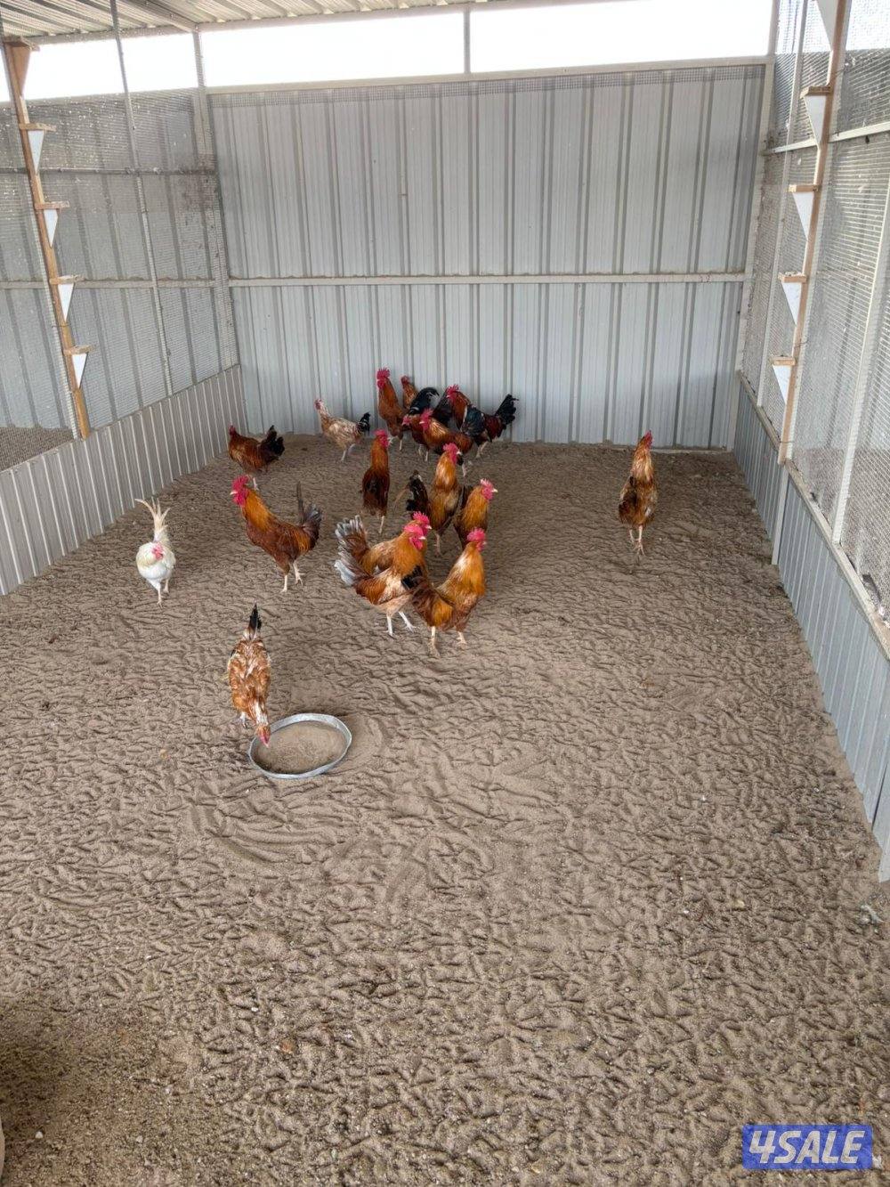 السالمي طريق الارتال7