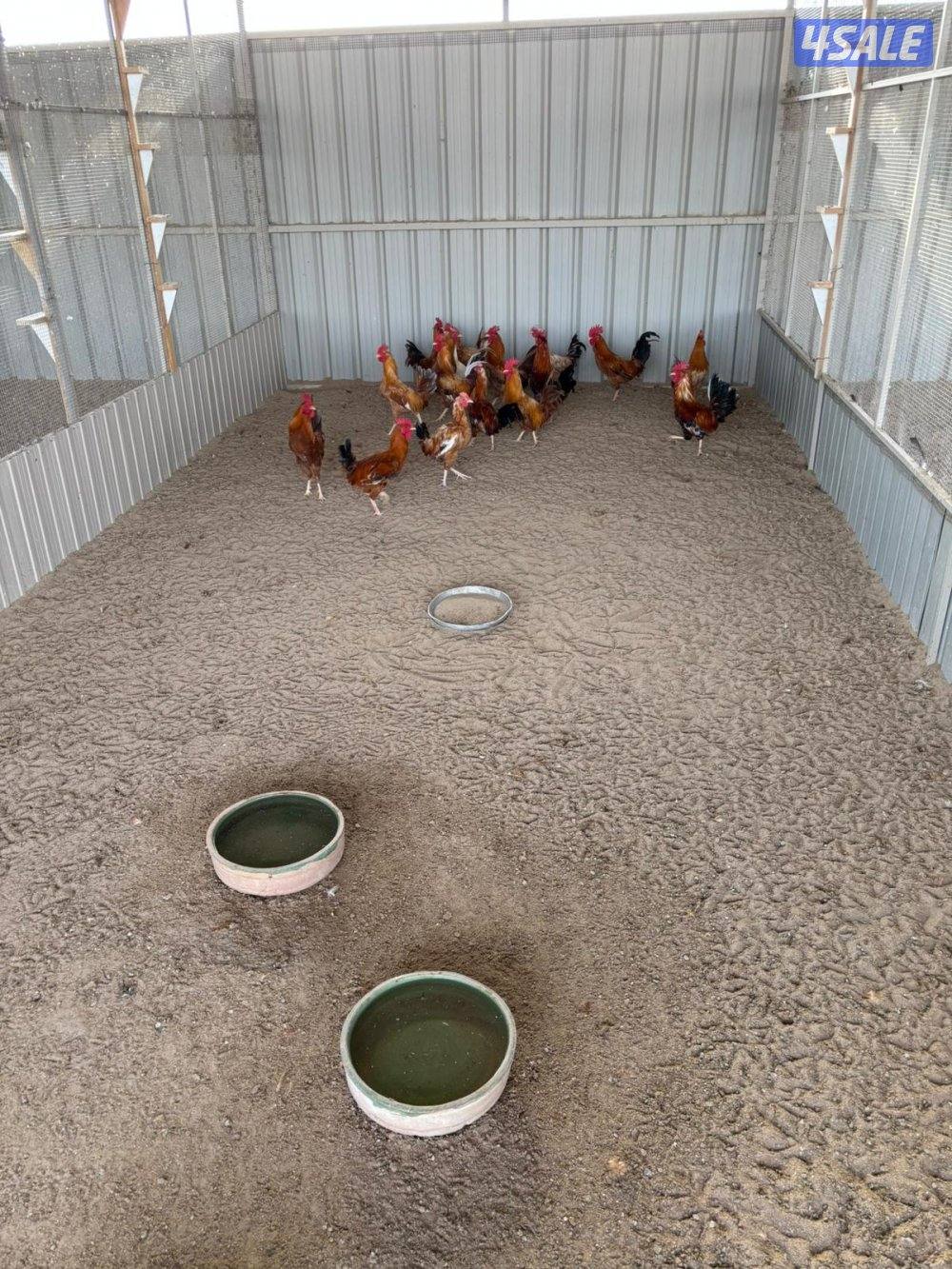 السالمي طريق الارتال8