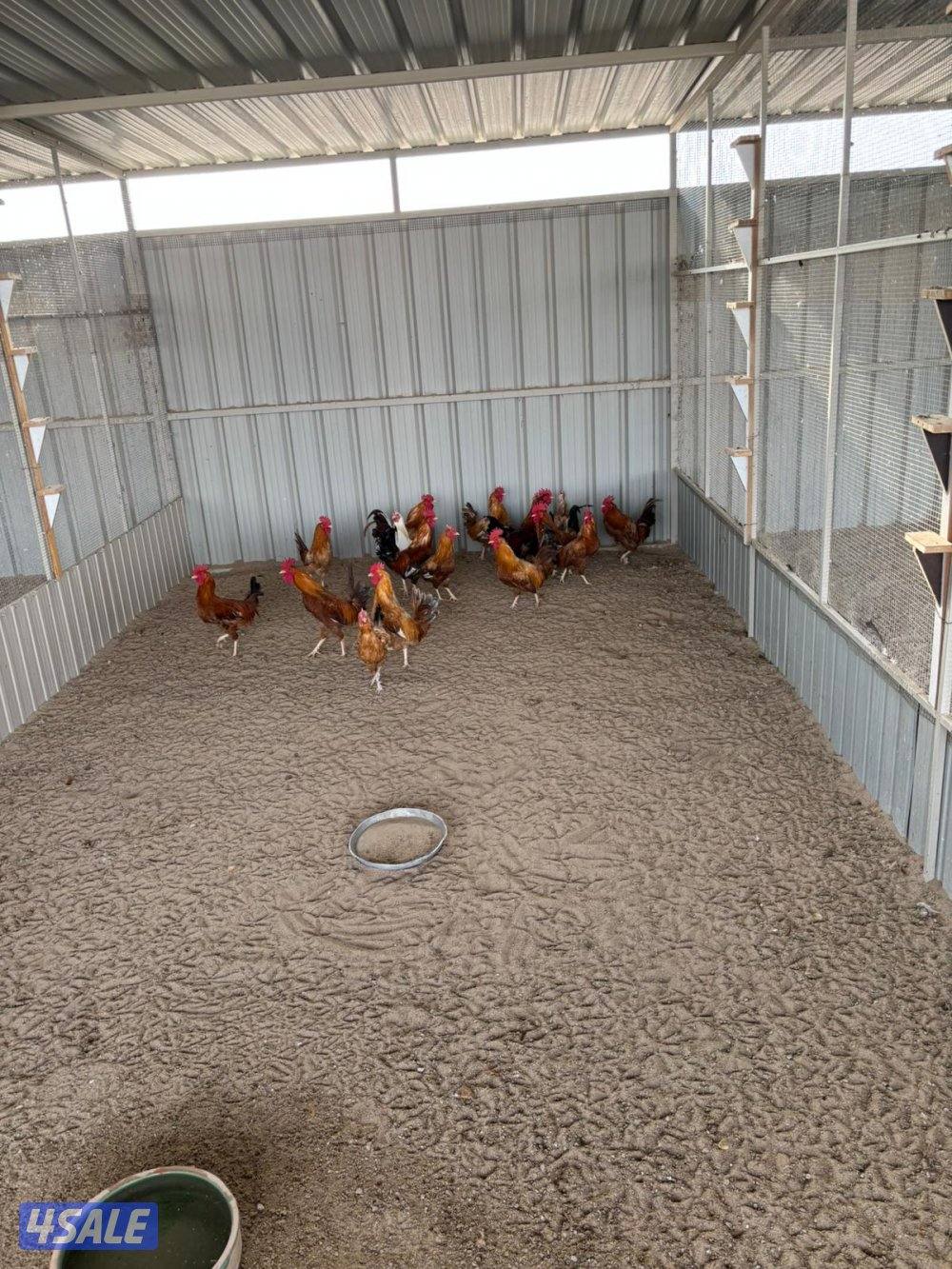 السالمي طريق الارتال10