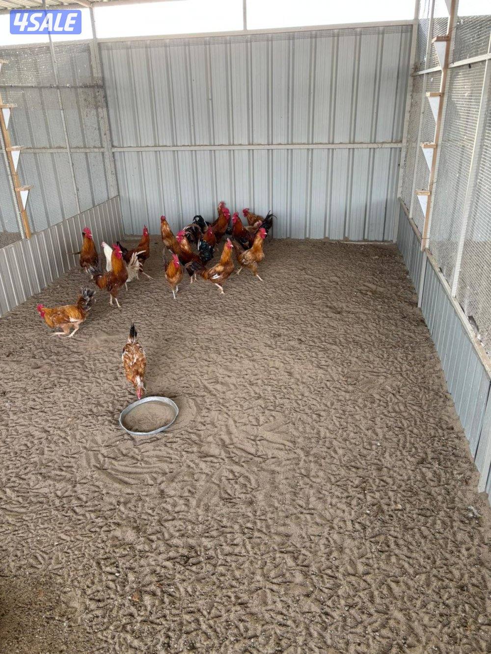 السالمي طريق الارتال9