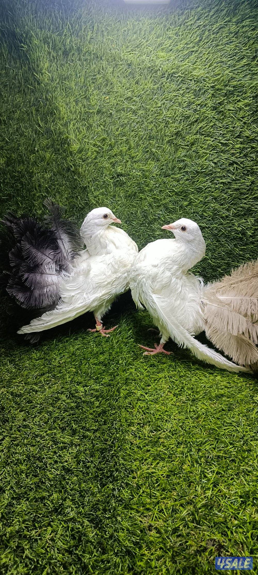 للبيع زوج كارير وهومر0