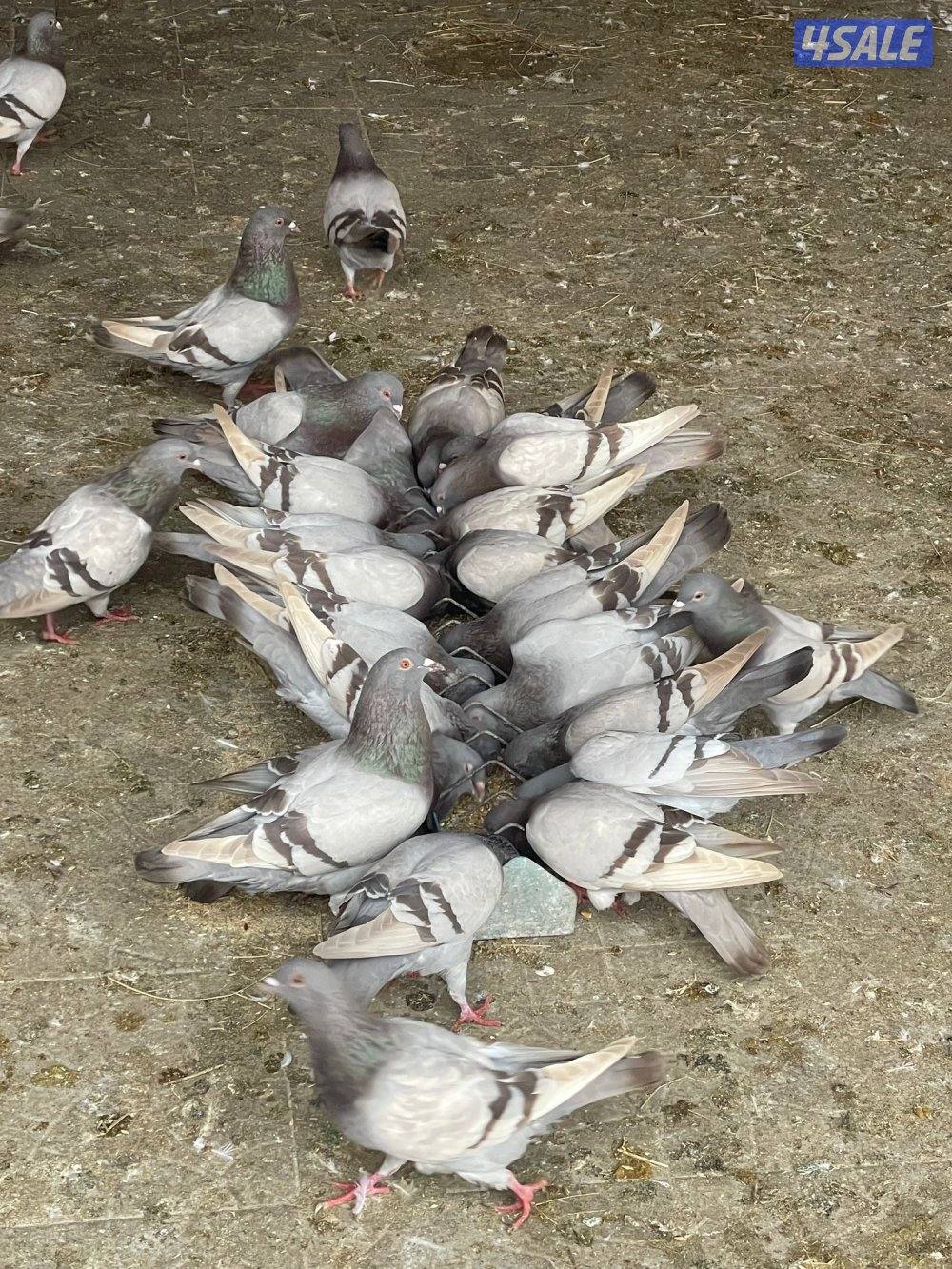 حمام لا حم سلفر هدد0