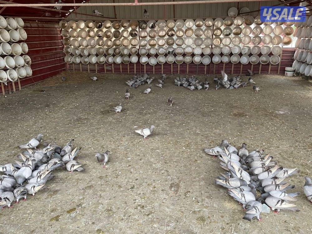 حمام لا حم سلفر هدد1