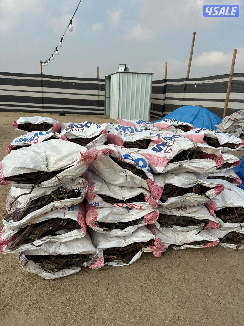 غضا ورمث سعودي1