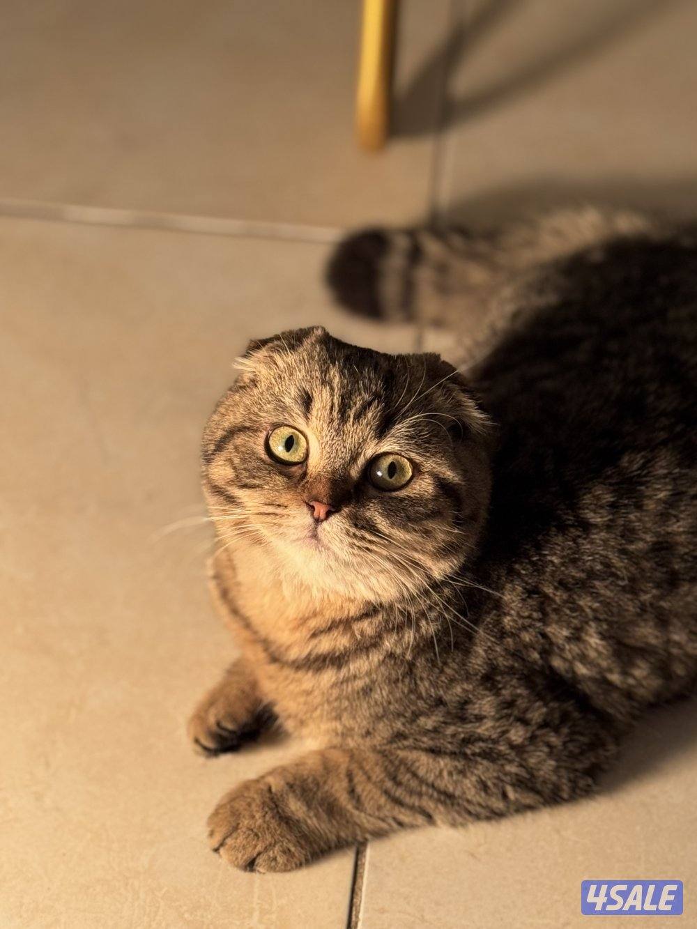 قطط للتبني0