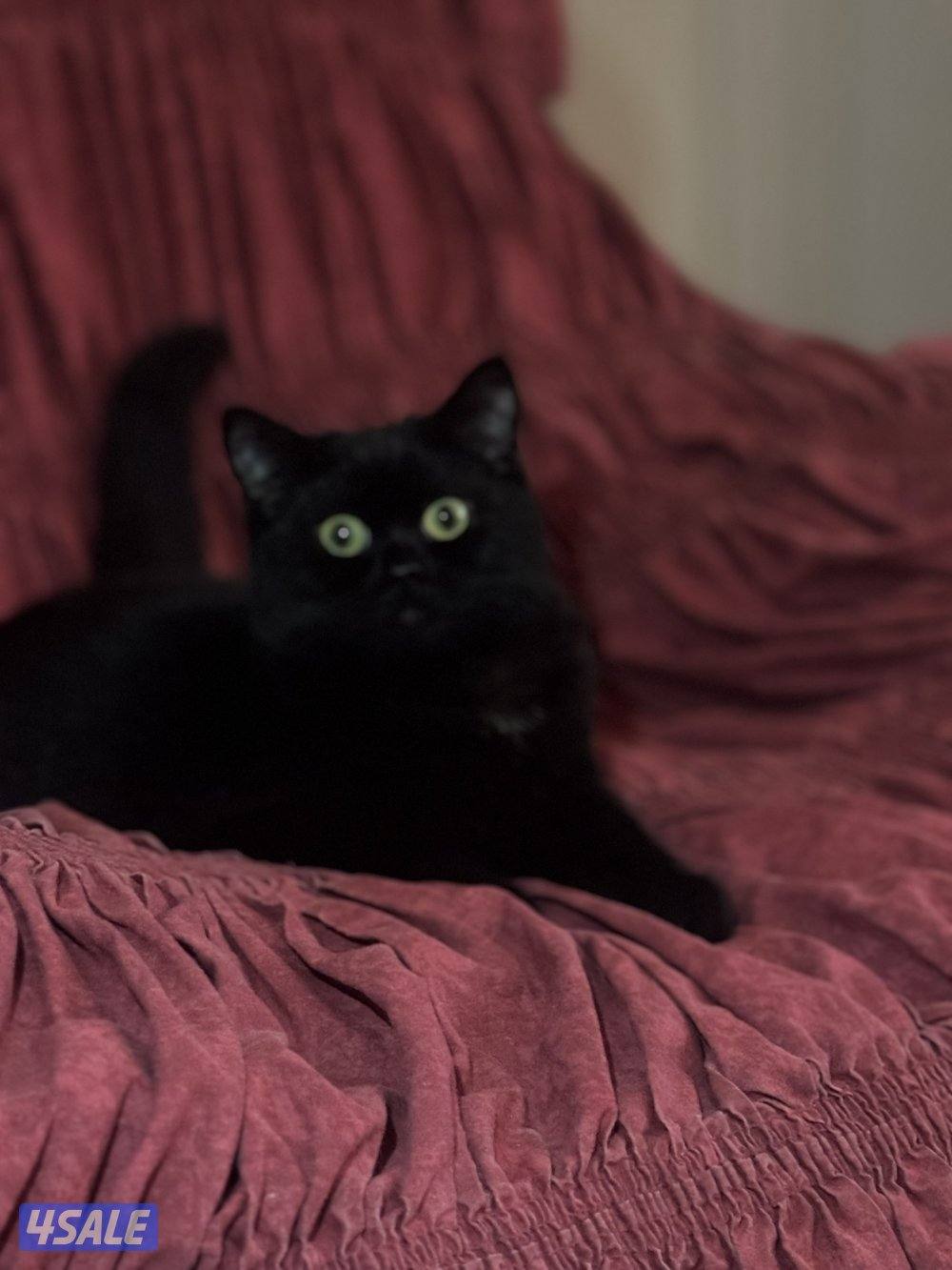 قطط للتبني2