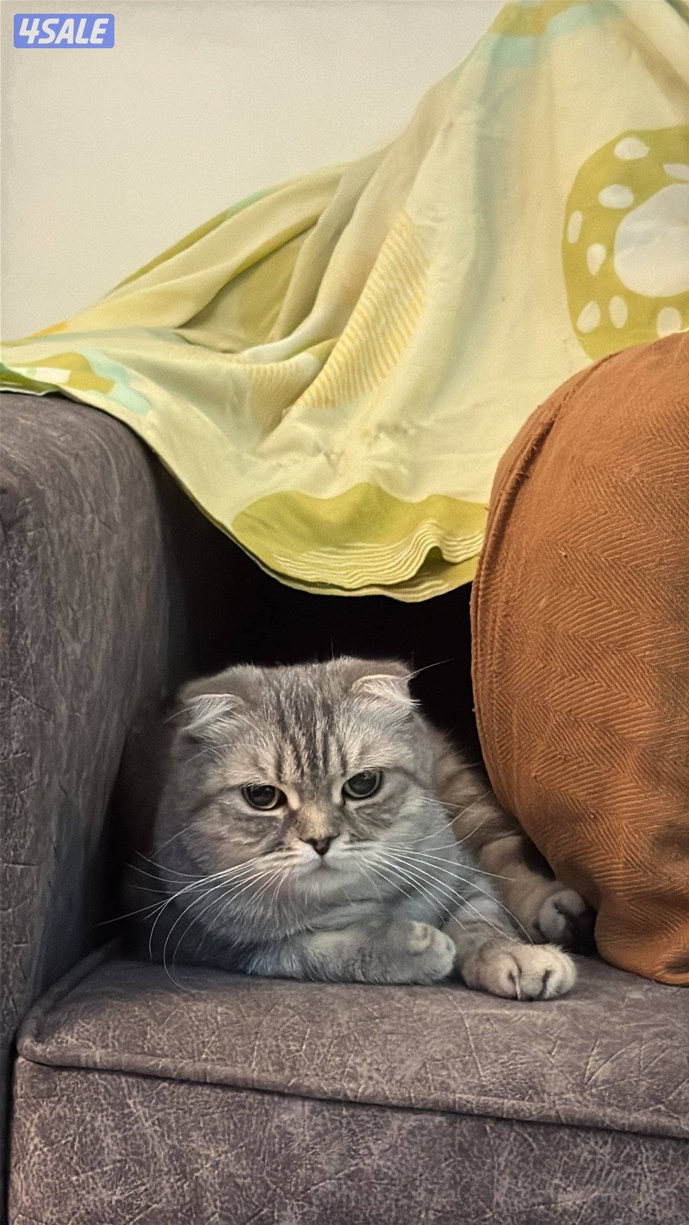 قطط للتبني3