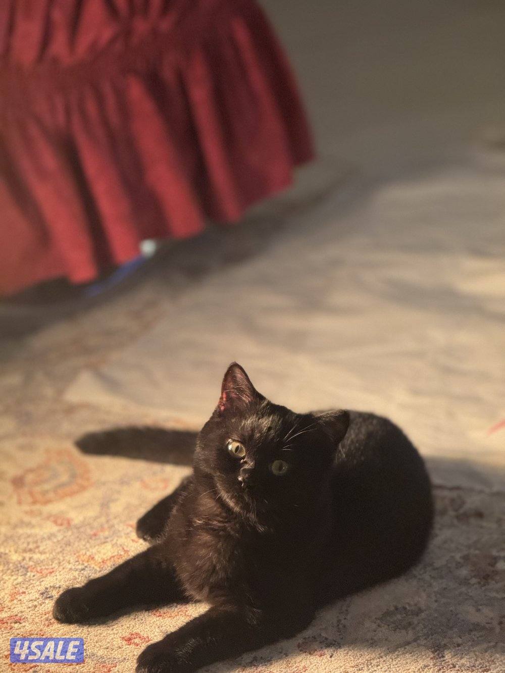 قطط للتبني4