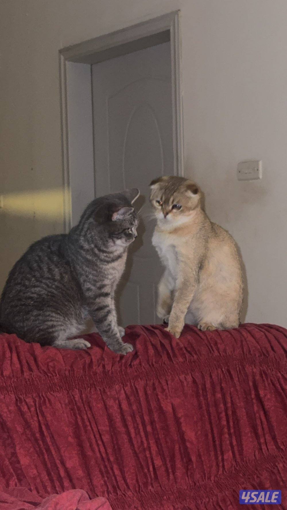 قطط للتبني5