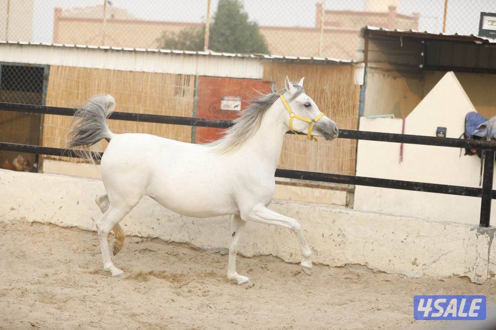 للبيع فرس حجر ( حامل ) وحدرها مهره7