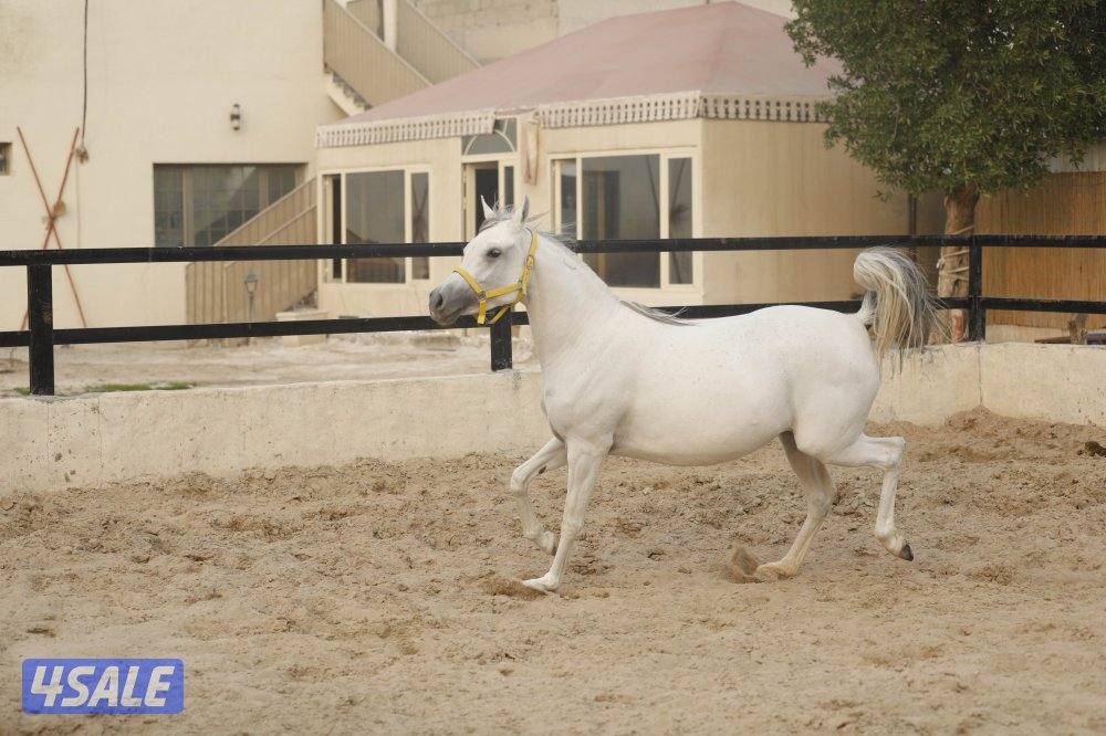 للبيع فرس حجر ( حامل ) وحدرها مهره8