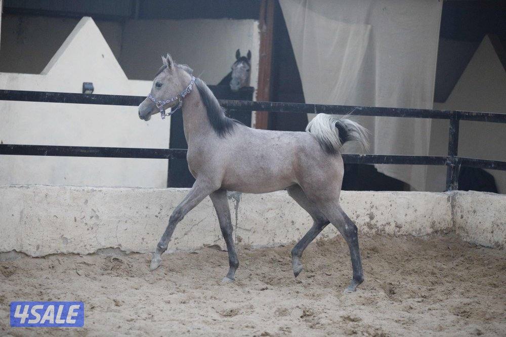 للبيع فرس حجر ( حامل ) وحدرها مهره9