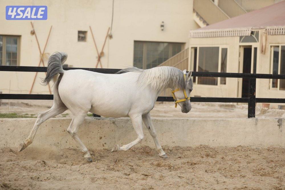 للبيع فرس حجر ( حامل ) وحدرها مهره10