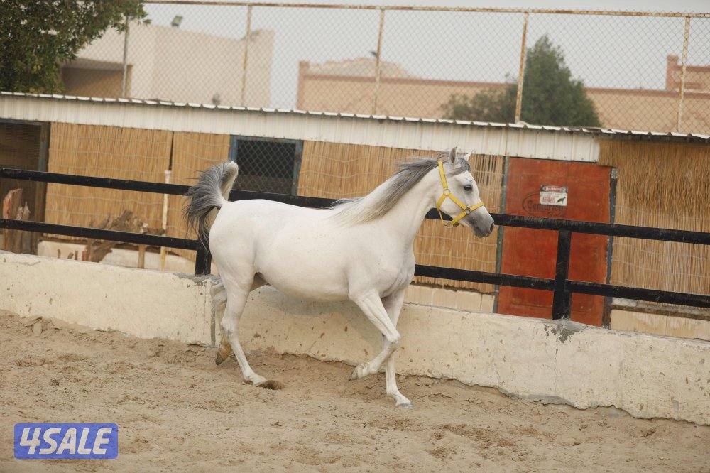 للبيع فرس حجر ( حامل ) وحدرها مهره11