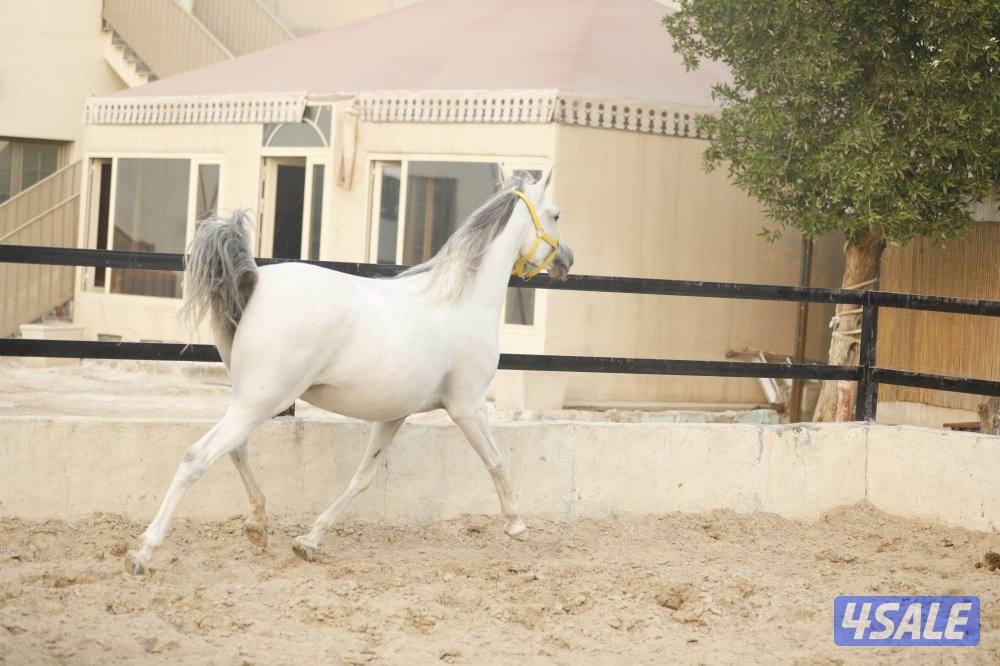 للبيع فرس حجر ( حامل ) وحدرها مهره12