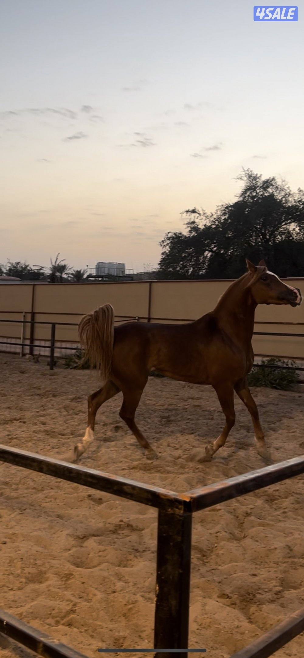الي يدور الفرس الفاخره  😍🔥0