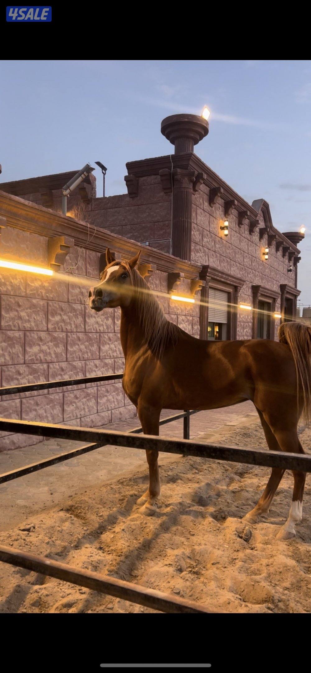 الي يدور الفرس الفاخره  😍🔥1