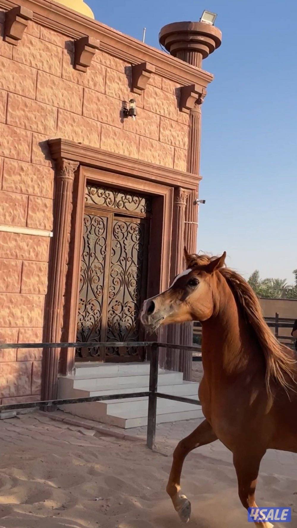 الي يدور الفرس الفاخره  😍🔥2