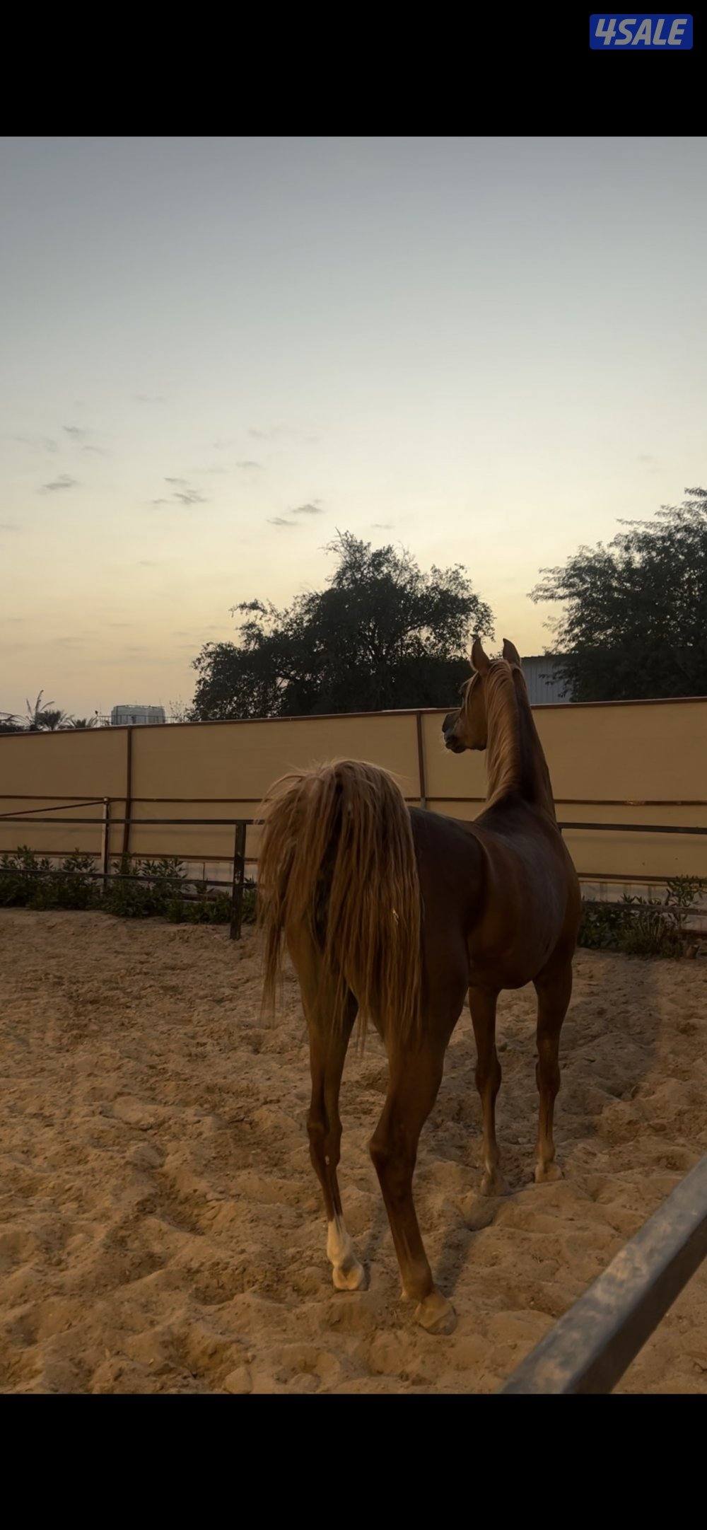 الي يدور الفرس الفاخره  😍🔥3