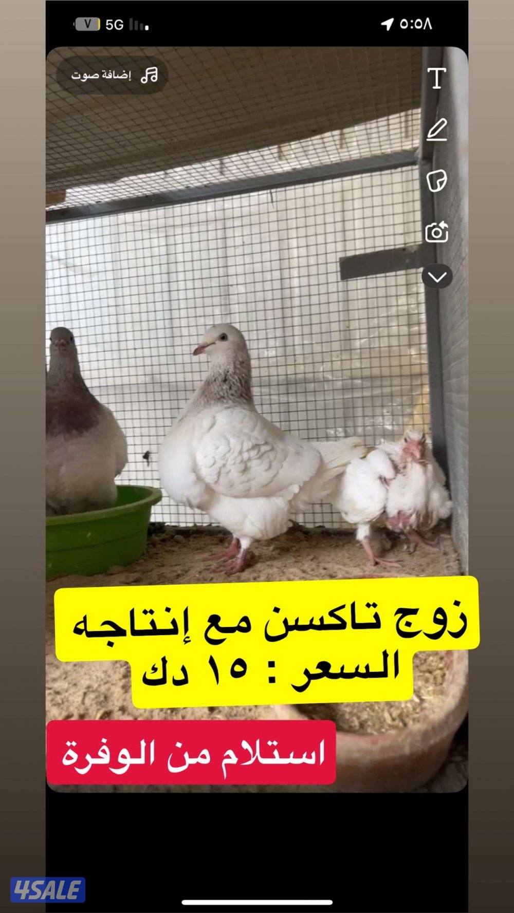 حمام تاكسن ازواج + فروخ رومي + وز كندي فروخ0