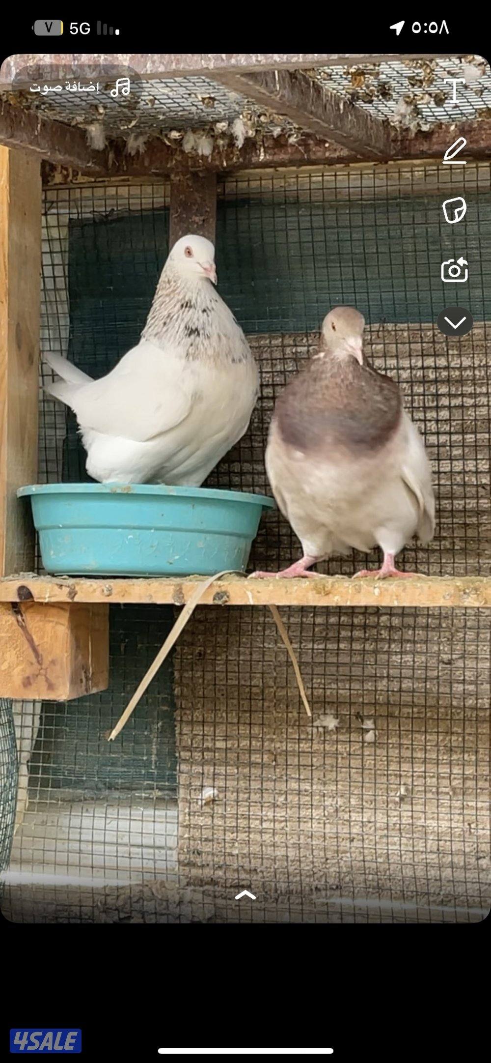 حمام تاكسن ازواج + فروخ رومي + وز كندي فروخ1