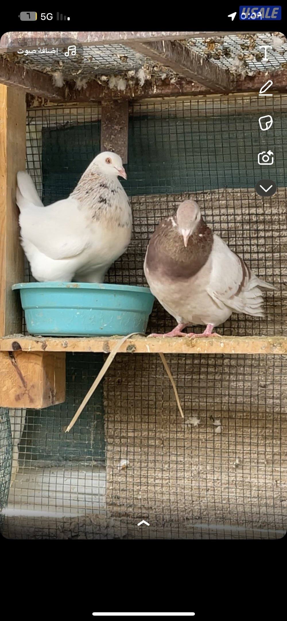 حمام تاكسن ازواج + فروخ رومي + وز كندي فروخ2