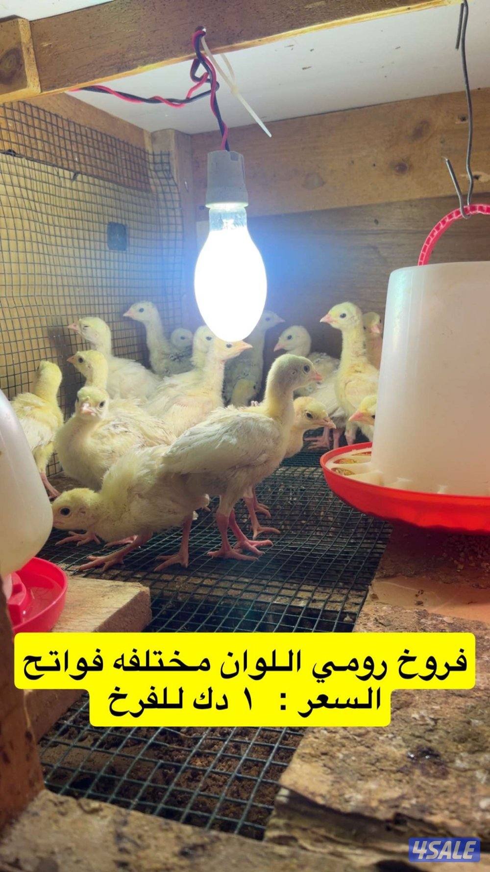 حمام تاكسن ازواج + فروخ رومي + وز كندي فروخ3