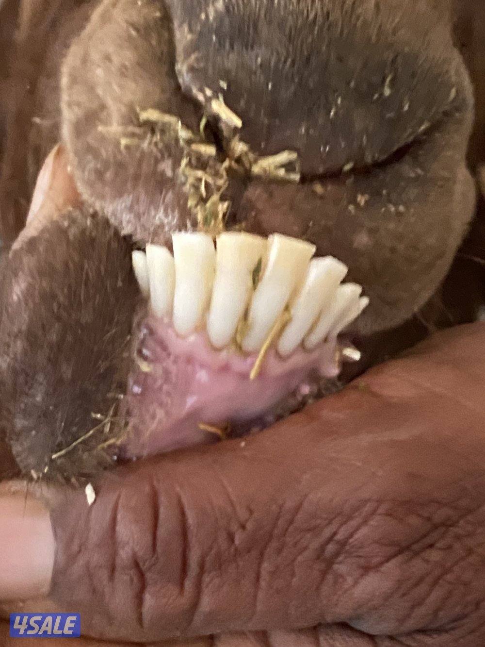 مطفل سن وديد1