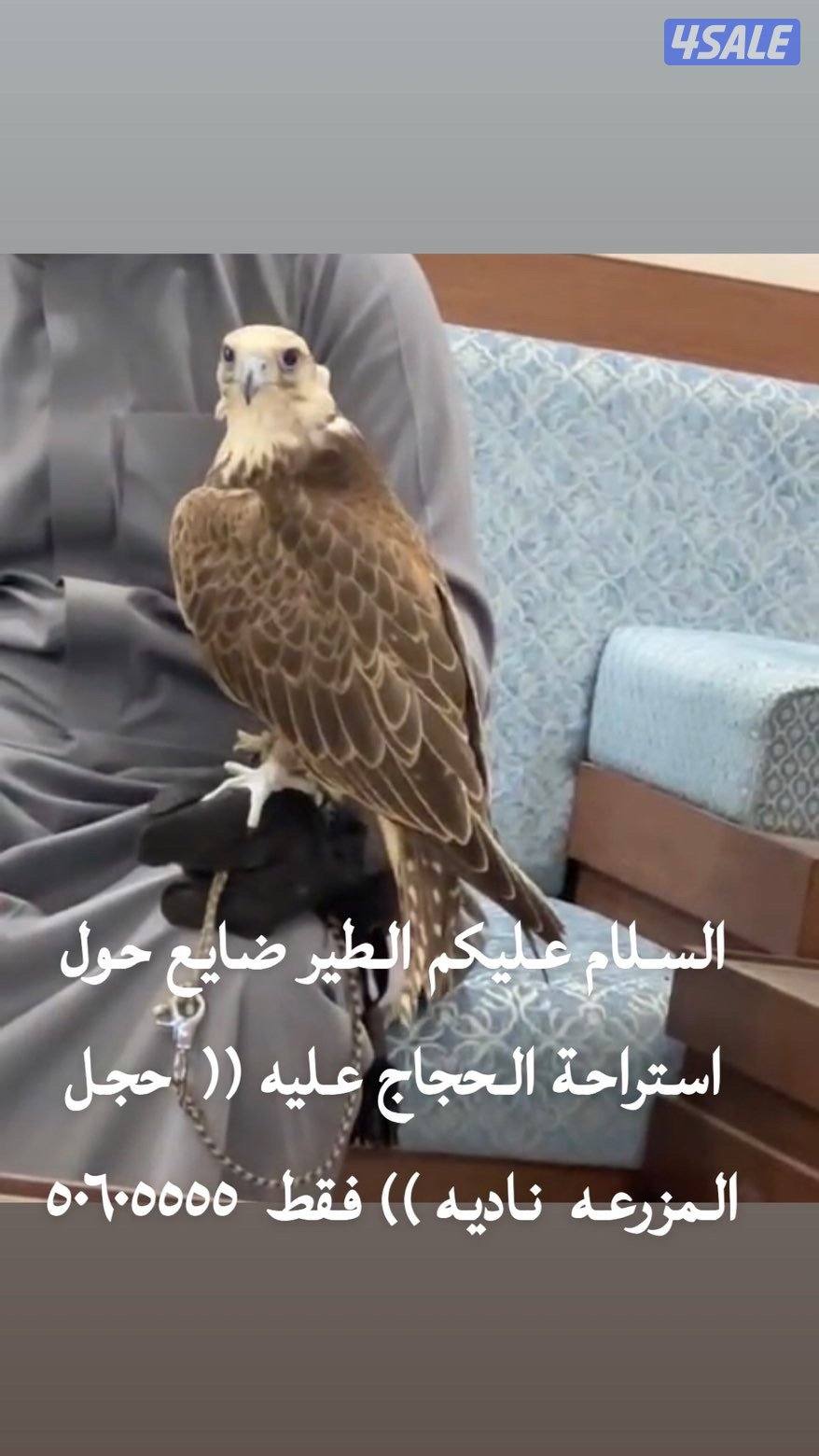 فرخ حر من حر غادي0