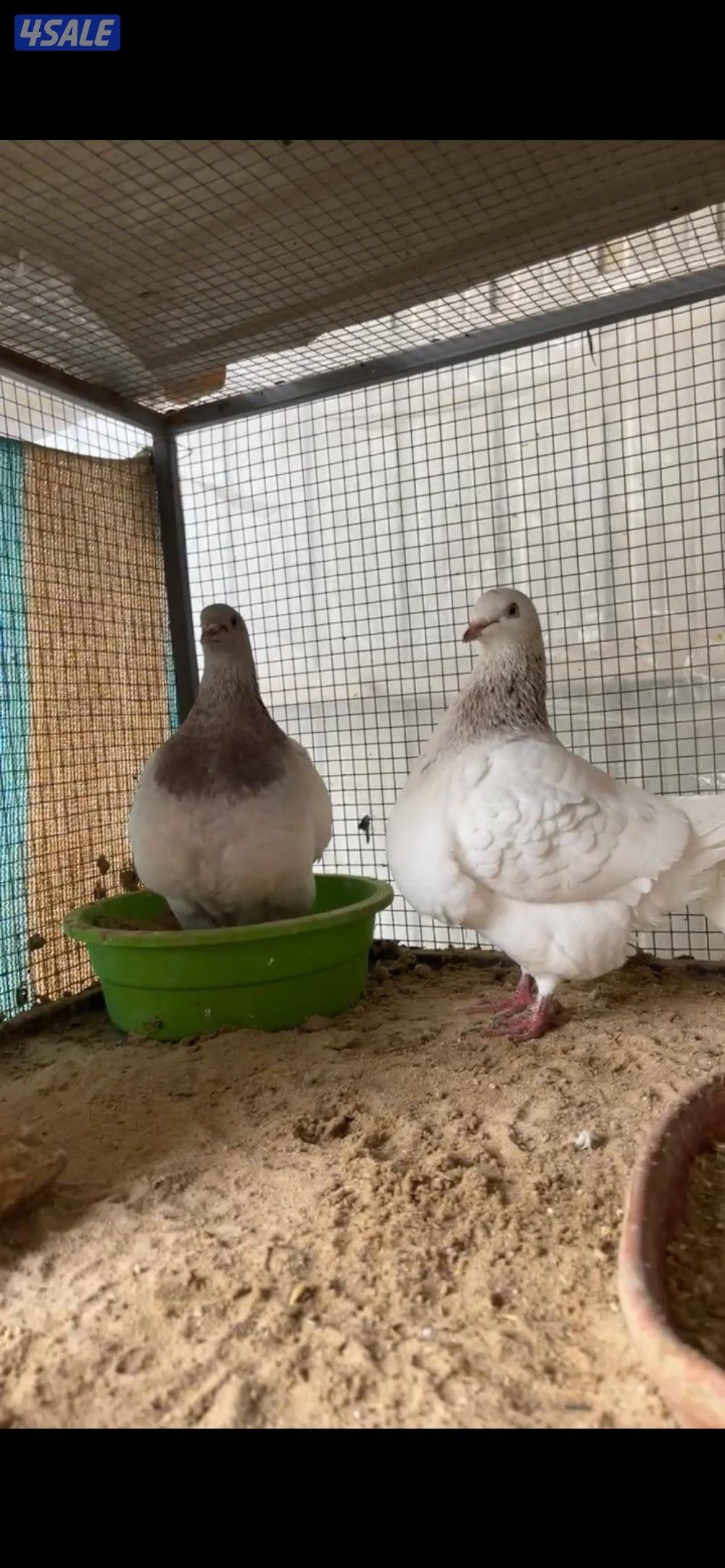 حمام تاكسن ازواج + فروخ رومي + وز كندي فروخ6