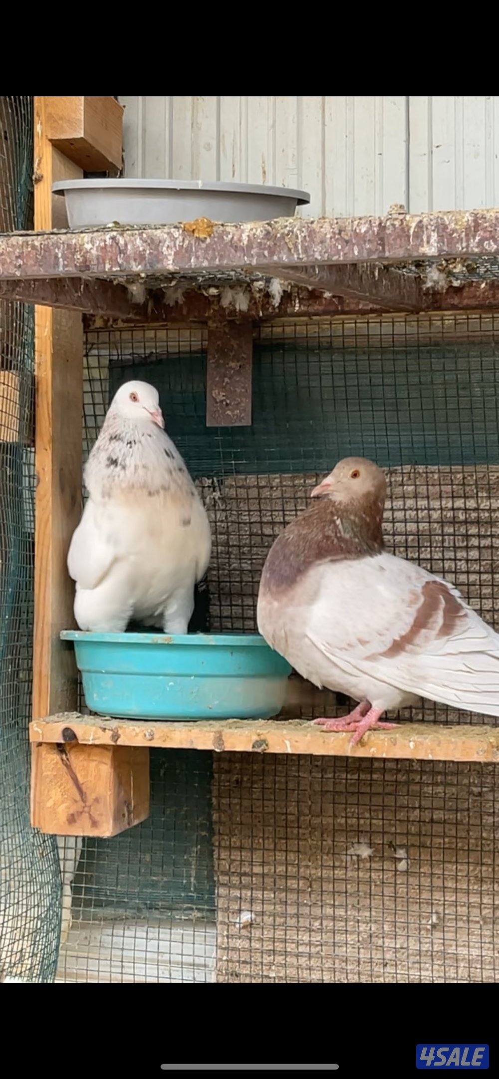 حمام تاكسن ازواج + فروخ رومي + وز كندي فروخ7