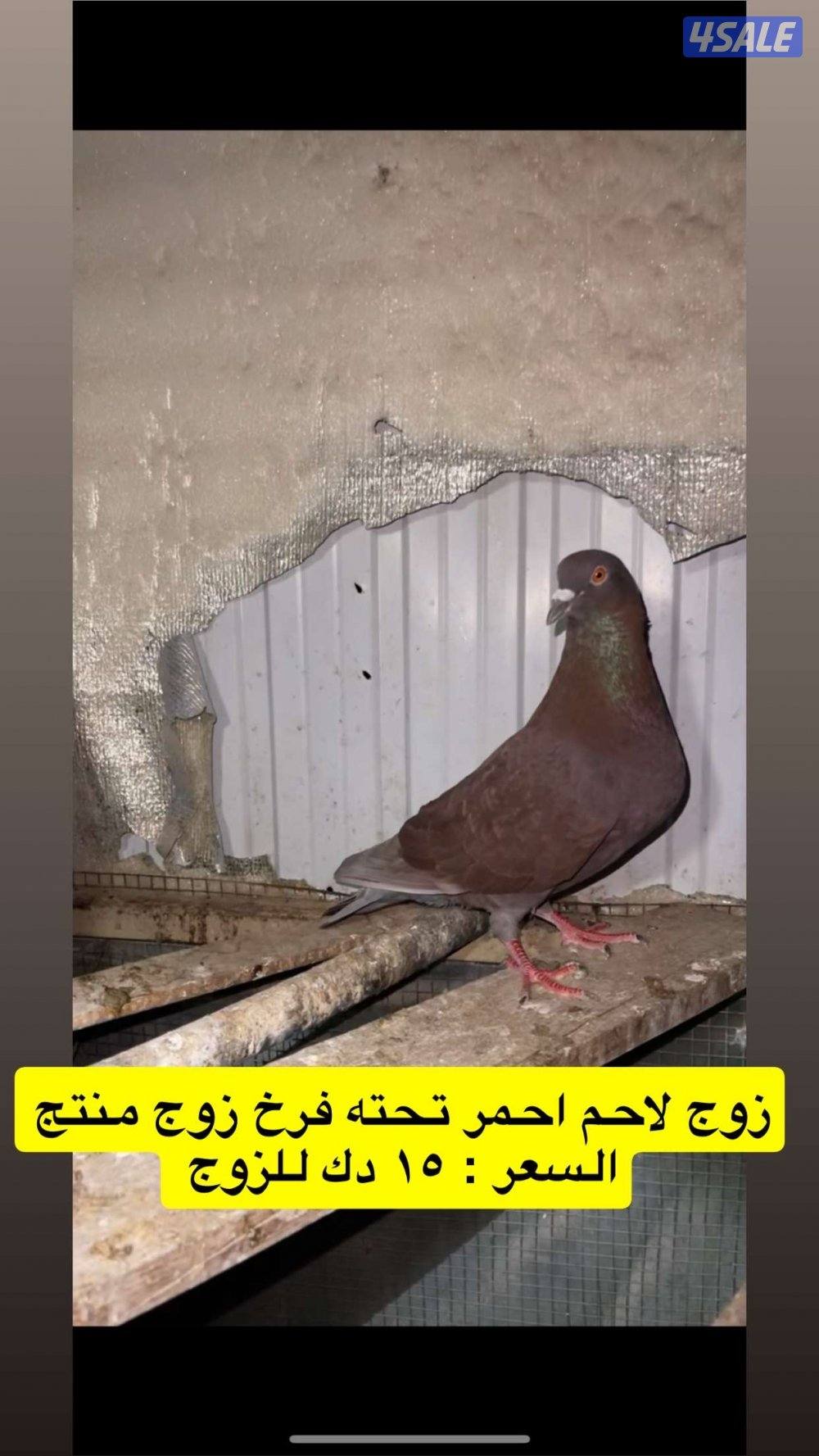 حمام تاكسن ازواج + فروخ رومي + وز كندي فروخ4