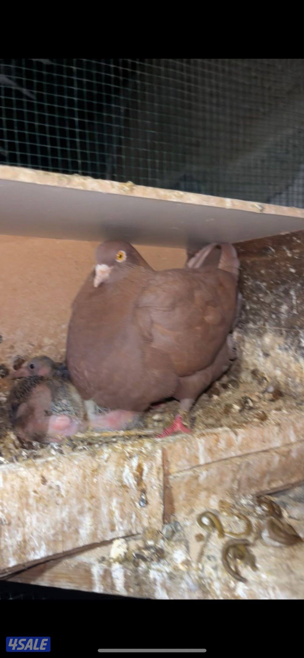 حمام تاكسن ازواج + فروخ رومي + وز كندي فروخ8