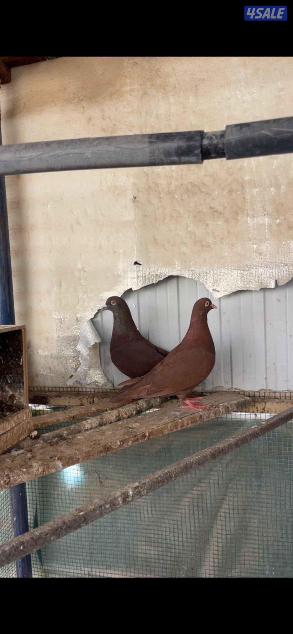 حمام تاكسن ازواج + فروخ رومي + وز كندي فروخ9