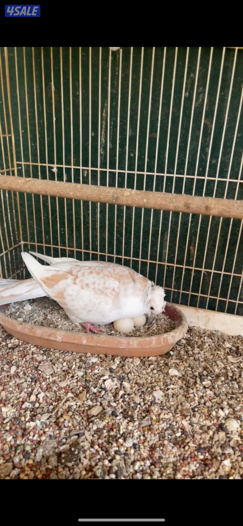 حمام تاكسن ازواج + فروخ رومي + وز كندي فروخ10